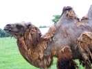Bactrian Camel ii
